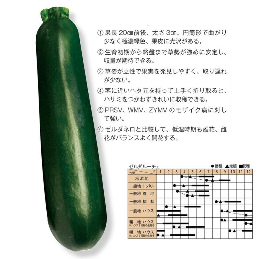 ゼルダ・ルーチェ 500粒 ズッキーニ ずっきーに【トキタ 種 たね タネ】【通常5倍 5のつく日はポイント10倍】 | 