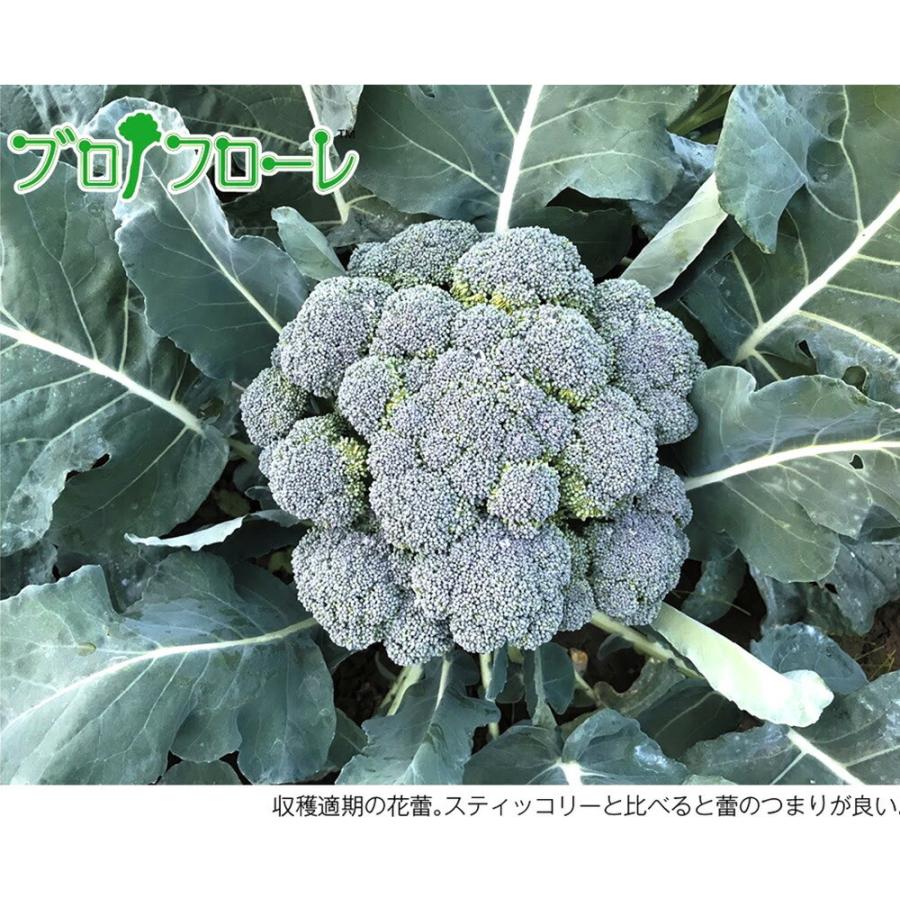 ブロッコリー ブロフローレ80 200粒 グストイタリア ダイヤ交配 【トキタ 種 たね タネ】【通常5倍 5のつく日はポイント10倍】 | 