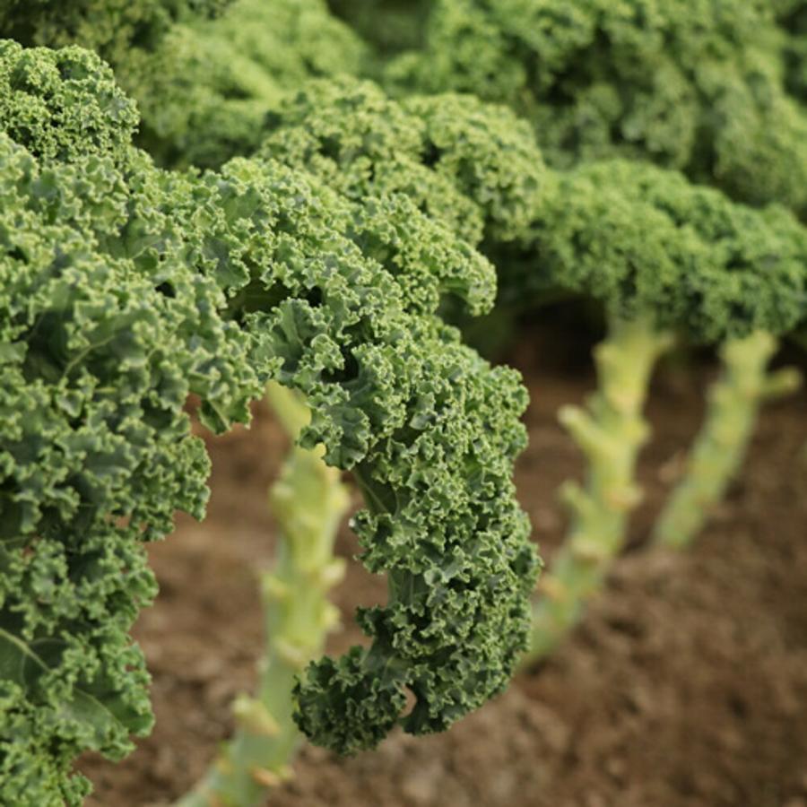 ケール カリーノケールHG 200粒 グストイタリア ダイヤ交配 【トキタ 種 たね タネ】【通常5倍 5のつく日はポイント10倍】 | 