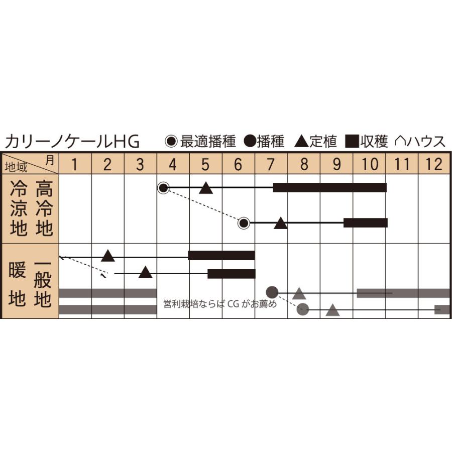 ケール カリーノケールHG 200粒 グストイタリア ダイヤ交配 【トキタ 種 たね タネ】【通常5倍 5のつく日はポイント10倍】 |  | 01