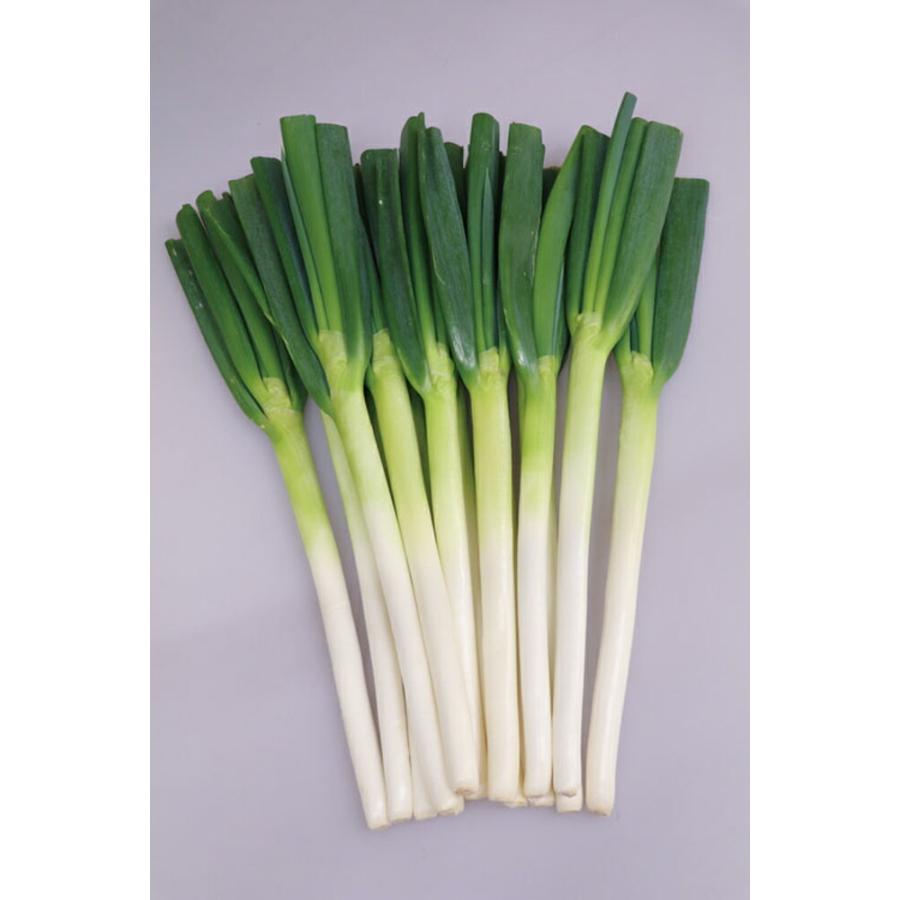 太陽の祝い 1DL 葱 ネギ ねぎ ダイヤ交配 【トキタ 種 たね タネ】【通常5倍 5のつく日はポイント10倍】 | 