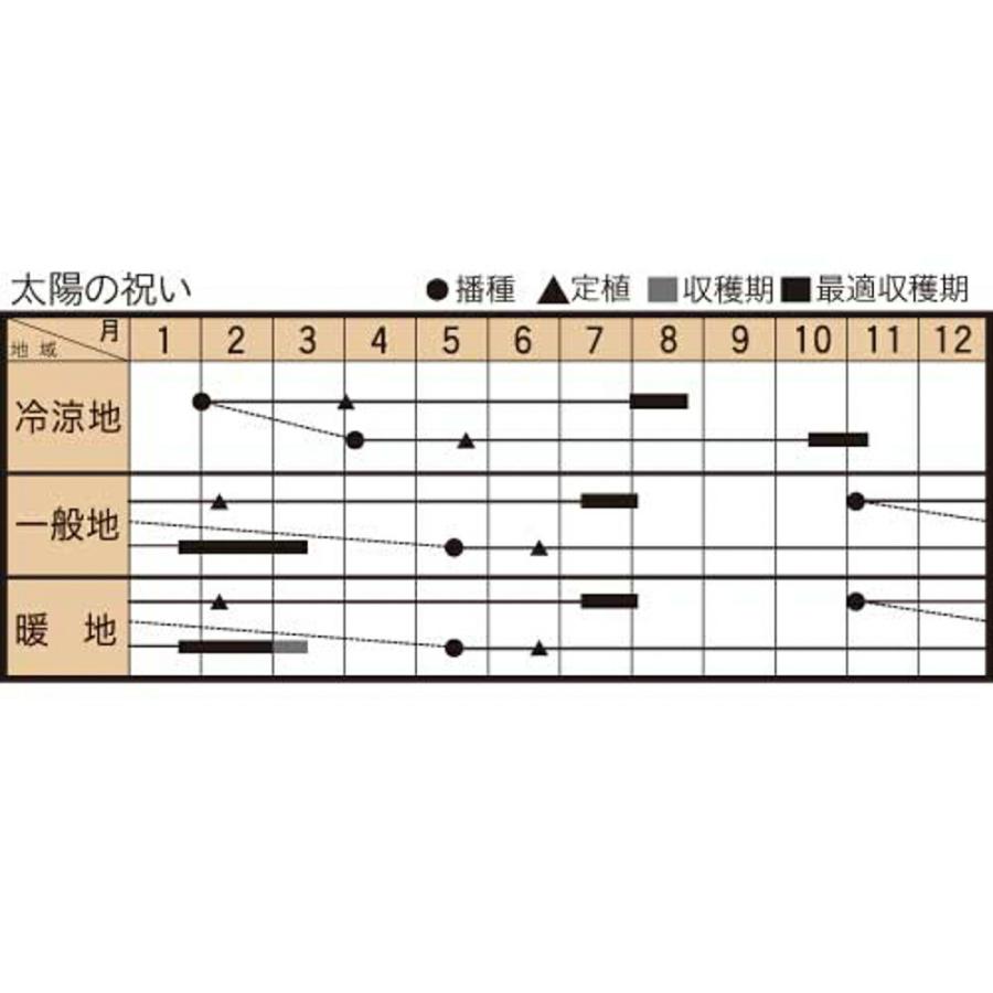 太陽の祝い 1DL 葱 ネギ ねぎ ダイヤ交配 【トキタ 種 たね タネ】【通常5倍 5のつく日はポイント10倍】 |  | 01