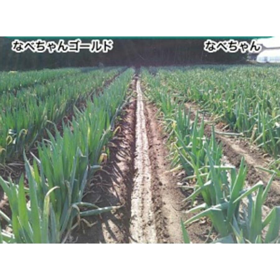 なべちゃんゴールド(TSX-521) 1DL 葱 ネギ ねぎ ダイヤ交配 【トキタ 種 たね タネ】【通常5倍 5のつく日はポイント10倍】 |  | 01