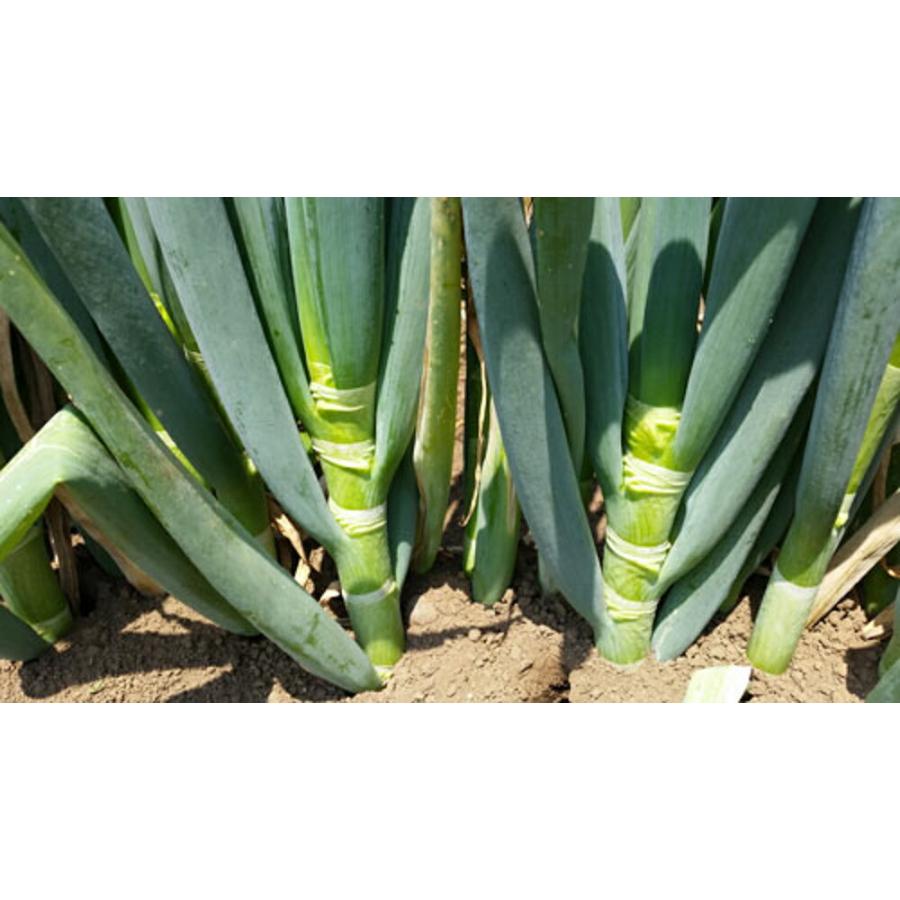 深緑のいざない(TSX-513) 1DL 葱 ネギ ねぎ ダイヤ交配 【トキタ 種 たね タネ】【通常5倍 5のつく日はポイント10倍】 | 