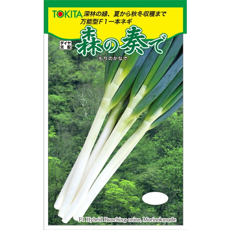 森の奏で(TSX-515) 5000粒(コート) 葱 ネギ ねぎ ダイヤ交配 【トキタ 種 たね タネ】【通常5倍 5のつく日はポイント10倍】 | 