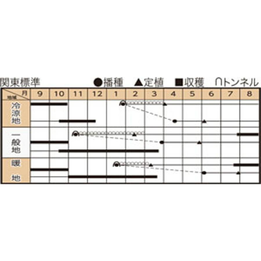 森の奏で(TSX-515) 5000粒(コート) 葱 ネギ ねぎ ダイヤ交配 【トキタ 種 たね タネ】【通常5倍 5のつく日はポイント10倍】 |  | 01