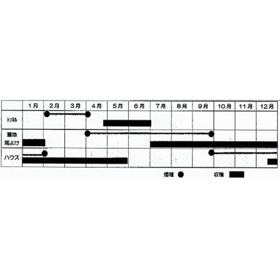 グリーンバーディー(TSX-519こねぎ) 1L 葱 ネギ ねぎ ダイヤ交配