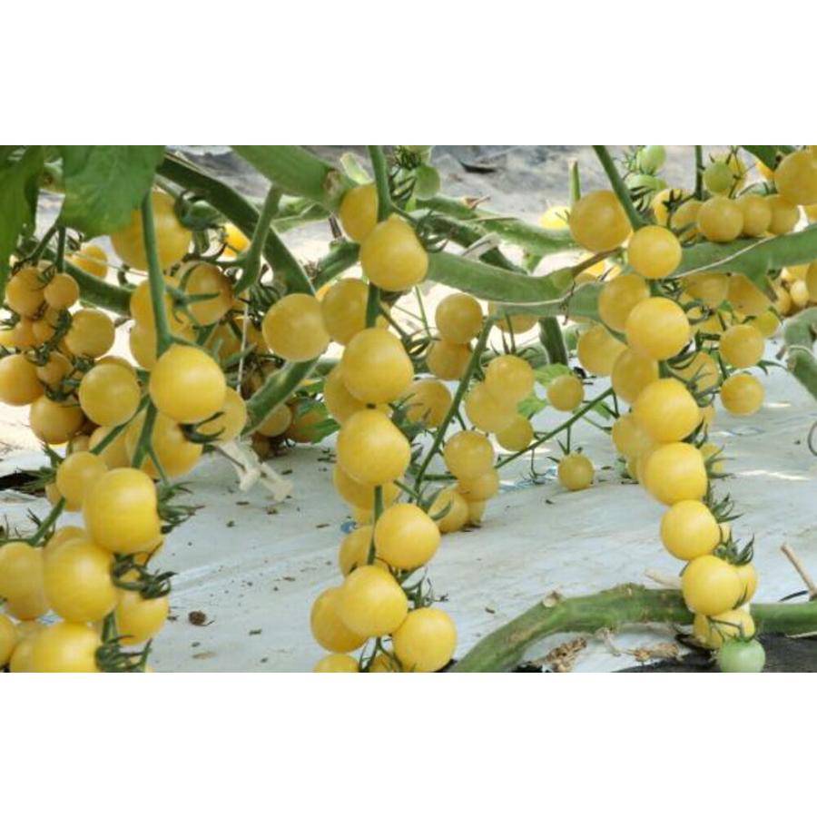 サンシトロン 100粒 トマト とまと 蕃茄 ダイヤ交配 【トキタ 種 たね タネ】【通常5倍 5のつく日はポイント10倍】 | 