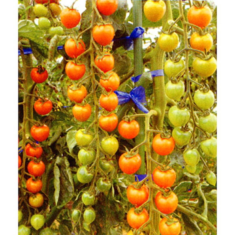 サンゴールド 1000粒 トマト とまと 蕃茄 ダイヤ交配 【トキタ 種 たね タネ】【通常5倍 5のつく日はポイント10倍】 | 