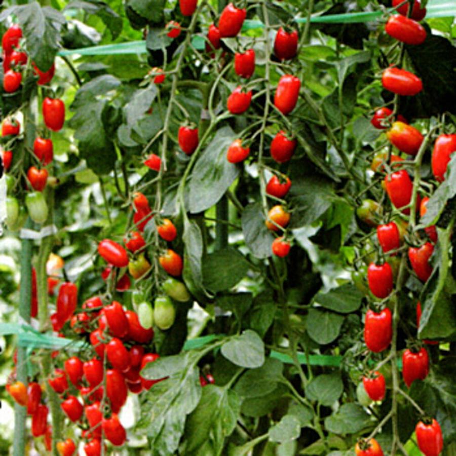 フラガール 100粒 トマト とまと 蕃茄 ダイヤ交配 【トキタ 種 たね タネ】【通常5倍 5のつく日はポイント10倍】 |  | 01