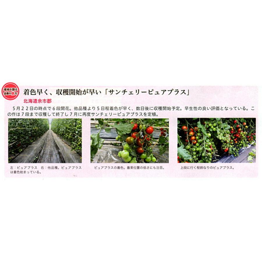 サンチェリーピュアプラス(TSX-117) 1000粒(コート) トマト とまと 蕃茄 ダイヤ交配 【トキタ 種 たね タネ】【通常5倍 5のつく日はポイント10倍】 |  | 01