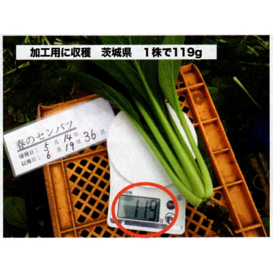 春のセンバツ 2dl 小松菜 コマツナ こまつな ダイヤ交配 【トキタ 種 たね タネ】【通常5倍 5のつく日はポイント10倍】 |  | 01