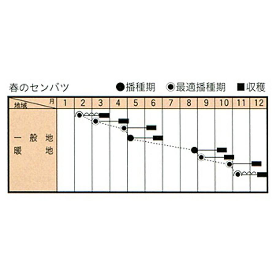 春のセンバツ 2dl 小松菜 コマツナ こまつな ダイヤ交配 【トキタ 種 たね タネ】【通常5倍 5のつく日はポイント10倍】 |  | 02