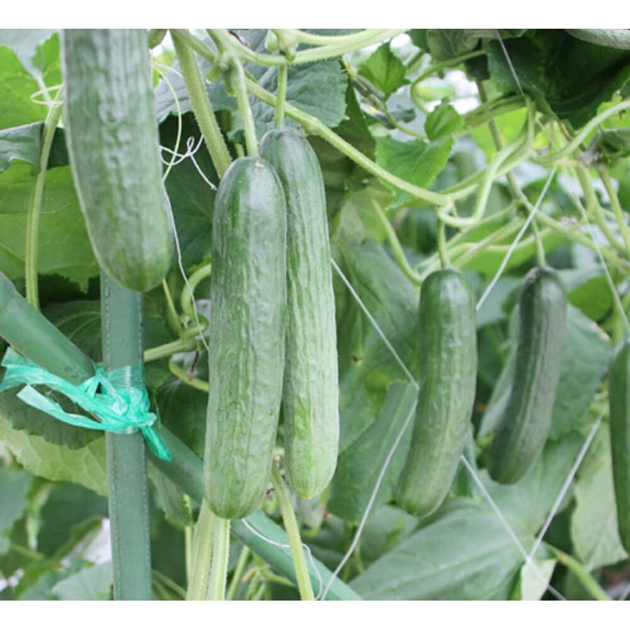 Qコレシリーズ ミドルQ 100粒 胡瓜 キュウリ きゅうりQコレシリーズ ミドルQ 100粒 ダイヤ交配 【トキタ 種 たね タネ】【通常5倍 5のつく日はポイント10倍】 |  | 01