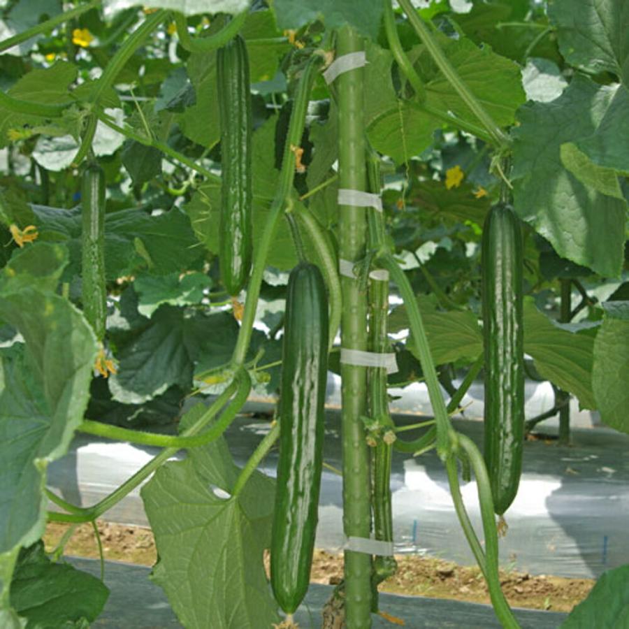 つやみどりパワー 350粒 胡瓜 キュウリ きゅうりつやみどりパワー 350粒 ダイヤ交配 【トキタ 種 たね タネ】【通常5倍 5のつく日はポイント10倍】 | 