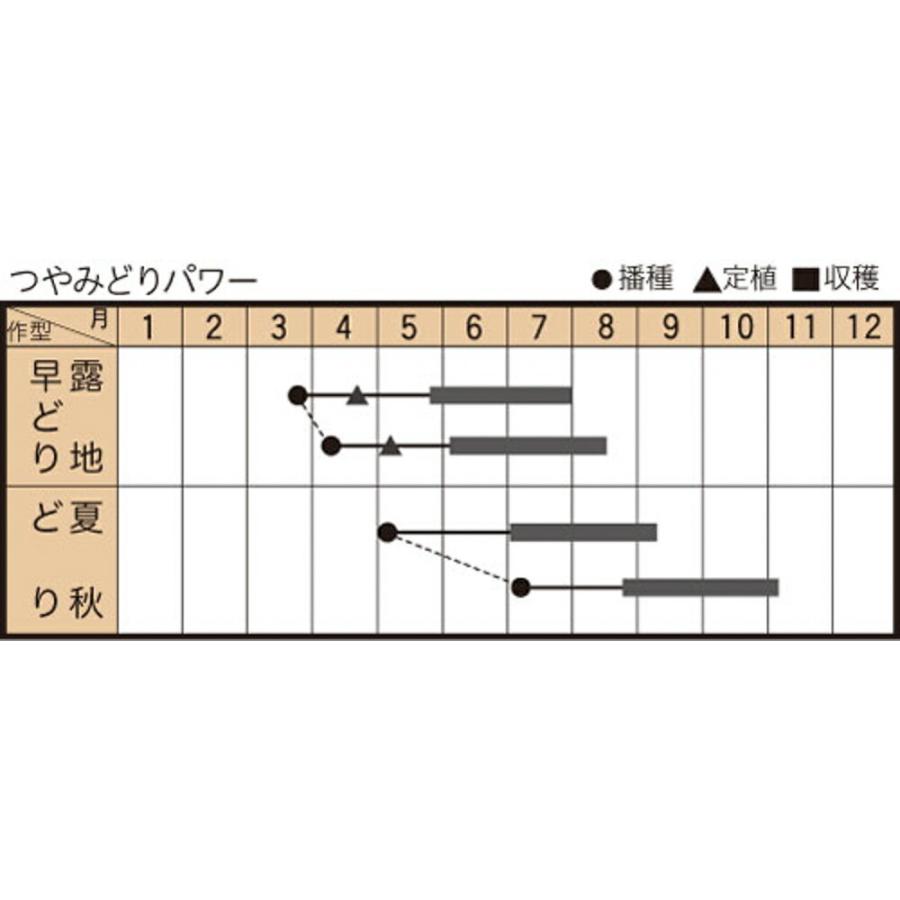 つやみどりパワー 350粒 胡瓜 キュウリ きゅうりつやみどりパワー 350粒 ダイヤ交配 【トキタ 種 たね タネ】【通常5倍 5のつく日はポイント10倍】 |  | 02