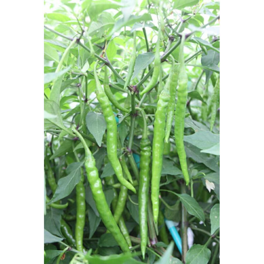 辛コレシリーズ インドジン・ウソツカナイ 100粒 唐辛子 とうがらし トウガラシ ダイヤ交配 【トキタ 種 たね タネ】【通常5倍 5のつく日はポイント10倍】 |  | 01