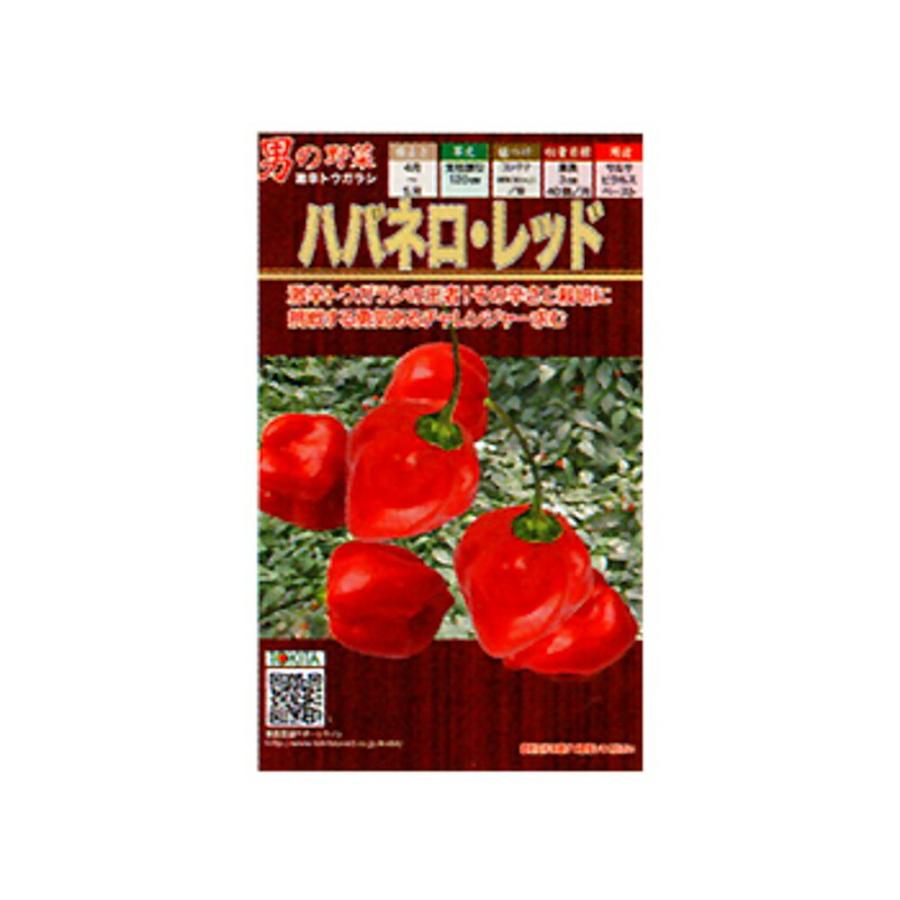 ハバネロレッド 5g(約1000粒) 唐辛子 とうがらし トウガラシ【トキタ 種 たね タネ】【通常5倍 5のつく日はポイント10倍】 | 