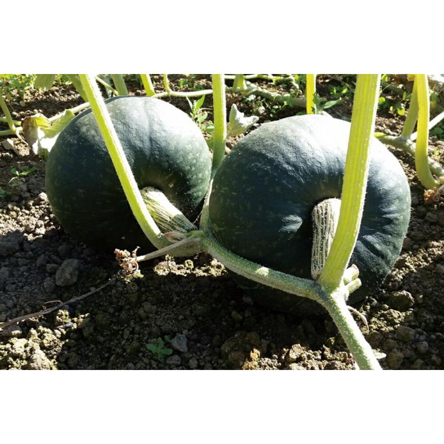 くり将軍ネオ 500粒 南瓜 カボチャ かぼちゃ ダイヤ交配 【トキタ 種 たね タネ】【通常5倍 5のつく日はポイント10倍】 |  | 01