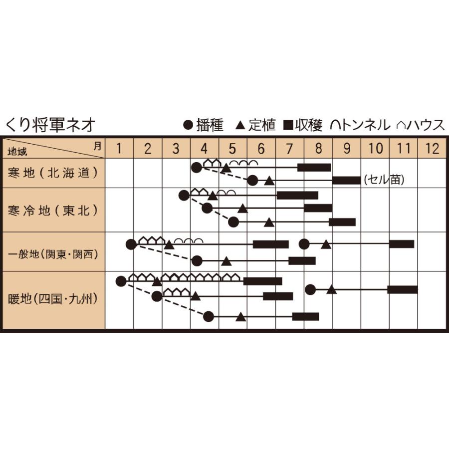 くり将軍ネオ 500粒 南瓜 カボチャ かぼちゃ ダイヤ交配 【トキタ 種 たね タネ】【通常5倍 5のつく日はポイント10倍】 |  | 02