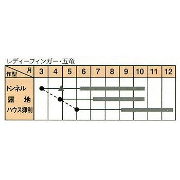 五竜 1L オクラ おくら 【トキタ 種 たね タネ】【通常5倍 5のつく日はポイント10倍】 |  | 01