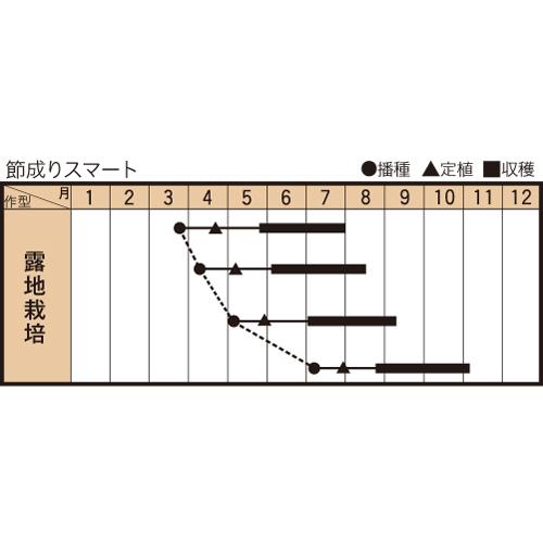 節成りスマート 100粒 胡瓜 キュウリ きゅうり 【トキタ 種 たね タネ】【通常5倍 5のつく日はポイント10倍】 |  | 01