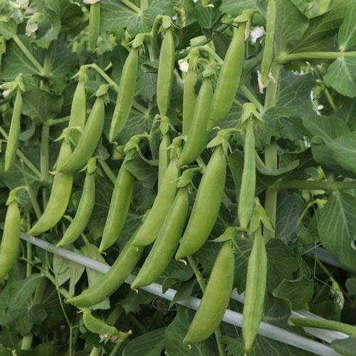 スジナインスナップ 2000粒　さやえんどう サヤエンドウ 莢豌豆【トキタ 種 たね タネ】【通常5倍 5のつく日はポイント10倍】 | 