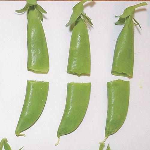 スジナインスナップ 2000粒　さやえんどう サヤエンドウ 莢豌豆【トキタ 種 たね タネ】【通常5倍 5のつく日はポイント10倍】 |  | 01