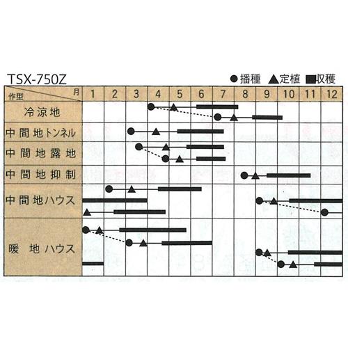 ゼルダ・750Z(TSX-750Z) 500粒  ズッキーニ ずっきーに【トキタ 種 たね タネ】【通常5倍 5のつく日はポイント10倍】 |  | 01