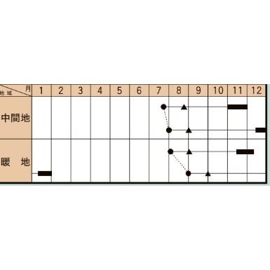 蒼麟 (TSX-026) コート5000粒 ブロッコリー ダイヤ交配 【トキタ