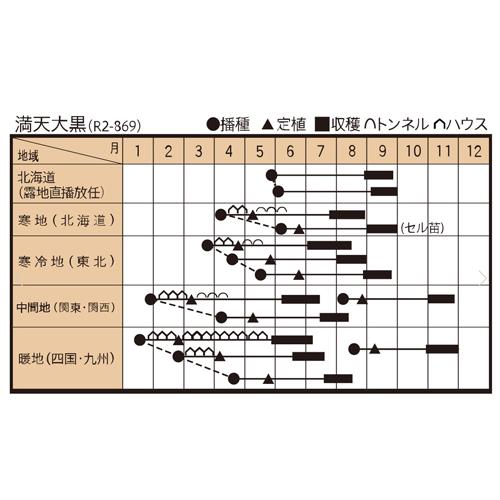 満天大黒 500粒 南瓜 カボチャ かぼちゃ ダイヤ交配 【トキタ 種 たね タネ】【通常5倍 5のつく日はポイント10倍】 |  | 01