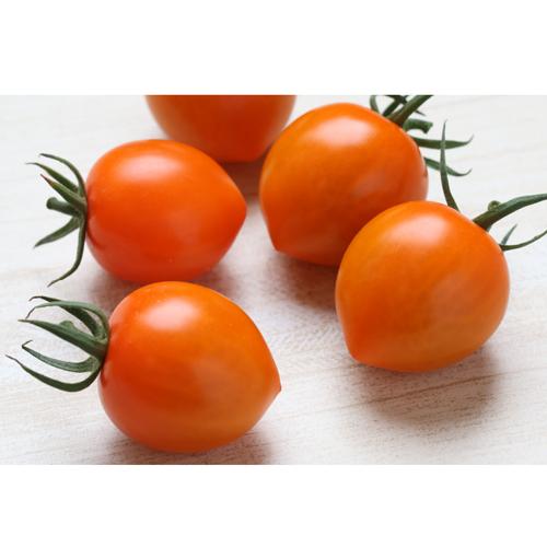 トマトベリーオレンジ 100粒 ミニトマト とまと 蕃茄 ダイヤ交配 【トキタ 種 たね タネ】【通常5倍 5のつく日はポイント10倍】 | 