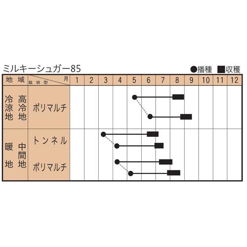 ミルキーシュガー85 2000粒 とうもろこし トウモロコシ 玉蜀黍   ダイヤ交配 【トキタ 種 たね タネ】【通常5倍 5のつく日はポイント10倍】 |  | 01