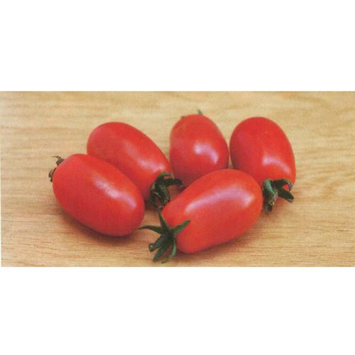 サングレープ ピコ 100粒 ミニトマト トマト とまと 蕃茄【トキタ 種