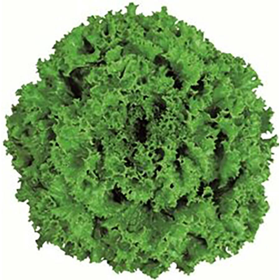 リコグリーングラス Lコート5000粒 レタス【ツルタのタネ 種 たね タネ 】【通常5倍 5のつく日はポイント10倍】 | 