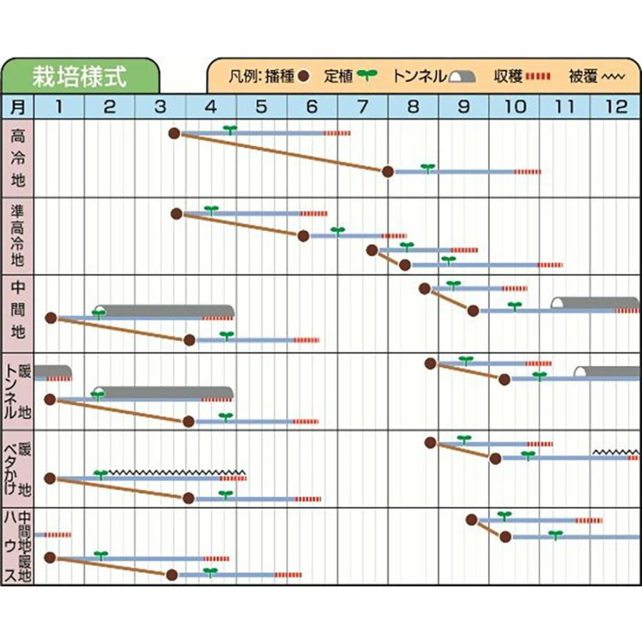 リコグリーングラス Lコート5000粒 レタス【ツルタのタネ 種 たね タネ 】【通常5倍 5のつく日はポイント10倍】 |  | 01