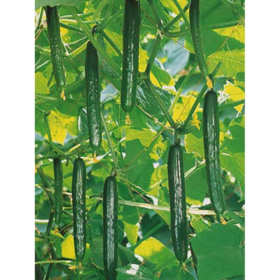 ときわ333 350粒 胡瓜 キュウリ きゅうりときわ333 350粒 ときわ交配 【ときわ研究所 種 たね タネ】【通常5倍 5のつく日はポイント10倍】 | 