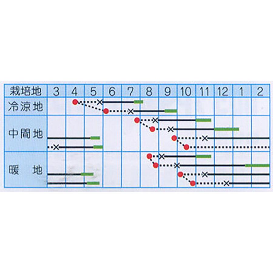 永徳 20ml キャベツ【タカヤマシード 種 たね タネ 】【通常5倍 5のつく日はポイント10倍】 |  | 01