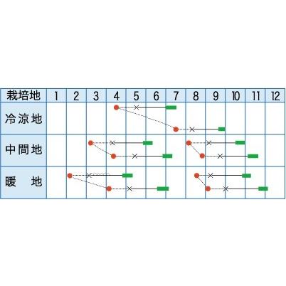 サマーベストEX 20ml レタス 【タカヤマシード 種 たね タネ 】【通常5倍 5のつく日はポイント10倍】 |  | 01