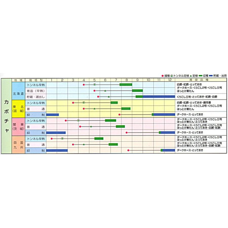 錦芳香 500粒 南瓜 カボチャ かぼちゃ【渡辺採種場 種 たね タネ 】【通常5倍 5のつく日はポイント10倍】 |  | 01