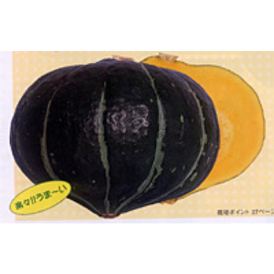ほっとけ栗たん PVP 500粒 南瓜 カボチャ かぼちゃ【渡辺採種場 種 たね タネ 】【通常5倍 5のつく日はポイント10倍】 | 