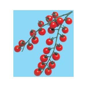 ミニルック(ミニ) 100粒 トマト とまと 蕃茄【渡辺採種場 種 たね タネ 】【通常5倍 5のつく日はポイント10倍】 | 