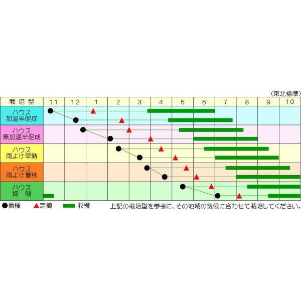 ミニルック(ミニ) 100粒 トマト とまと 蕃茄【渡辺採種場 種 たね タネ 】【通常5倍 5のつく日はポイント10倍】 |  | 01
