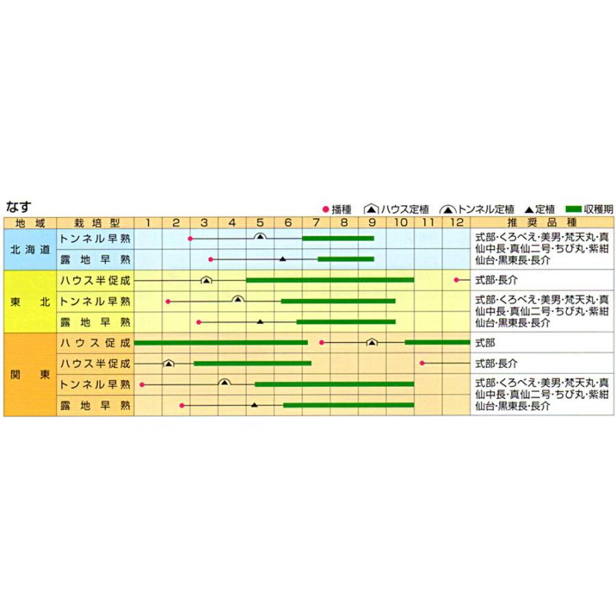 梵天丸(秋田系) 20ml ナス なす 茄子【渡辺採種場 種 たね タネ 】【通常5倍 5のつく日はポイント10倍】 なす