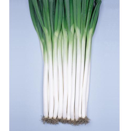 鳴瀬一本 2dl 葱 ネギ ねぎ【渡辺採種場 種 たね タネ 】【通常5倍 5のつく日はポイント10倍】 | 