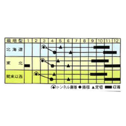 鳴瀬一本 2dl 葱 ネギ ねぎ【渡辺採種場 種 たね タネ 】【通常5倍 5のつく日はポイント10倍】 |  | 01