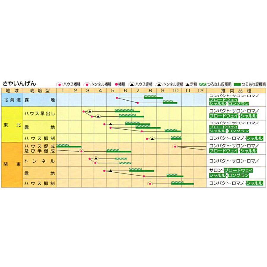 つるあり ブロードウェイ 1L 鞘隠元 サヤインゲン さやいんげん【渡辺採種場 種 たね タネ 】【通常5倍 5のつく日はポイント10倍】 |  | 01