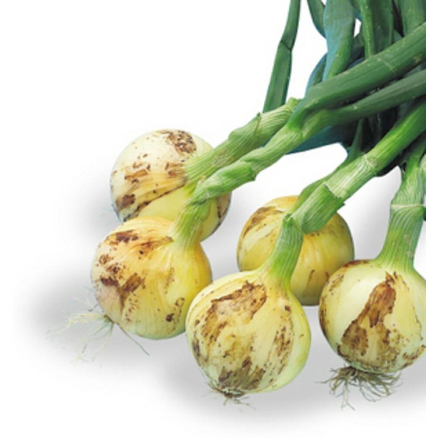 サクラエクスプレス1 10000粒（コート2L） 玉ねぎ たまねぎ 玉葱 タマネギ ヤエ育成 【八江農芸 種 たね タネ】【通常5倍 5のつく日はポイント10倍】 | 