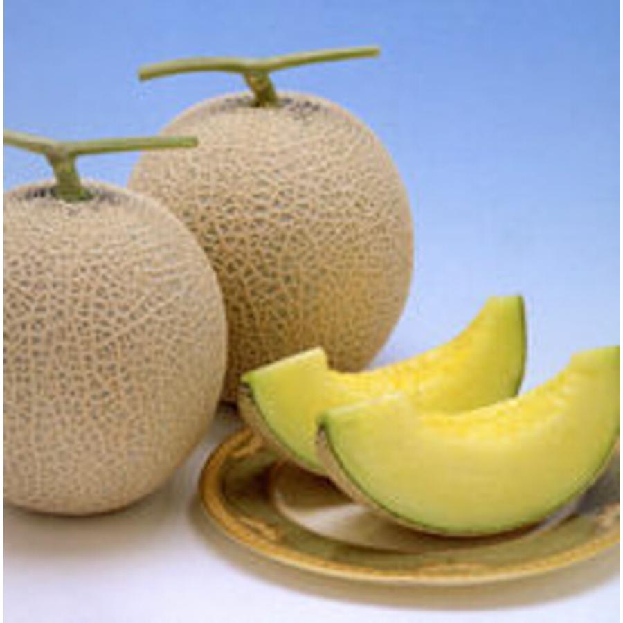 ベネチア夏1 100粒 めろん メロン 舐瓜 ヤエ交配 【八江農芸 種 たね タネ】【通常5倍 5のつく日はポイント10倍】 | 