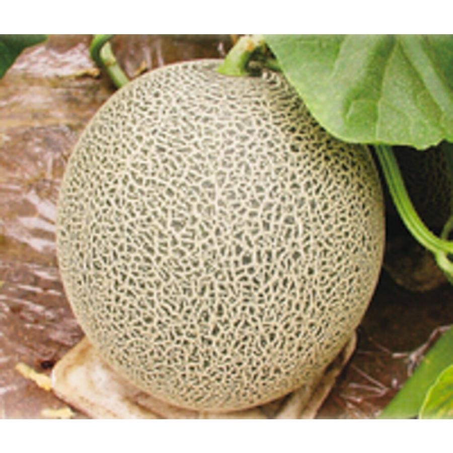 ルパン2世 100粒 めろん メロン 舐瓜 ヤエ交配 【八江農芸 種 たね